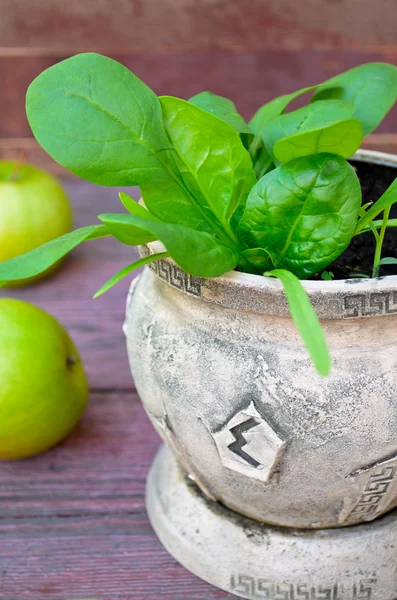 Organic spinach growing in the earthenware pot — Stock Photo, Image