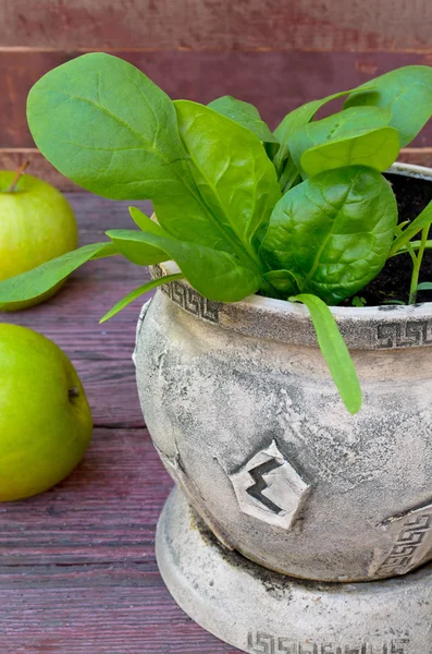 Organic spinach growing in the earthenware pot — Stock Photo, Image