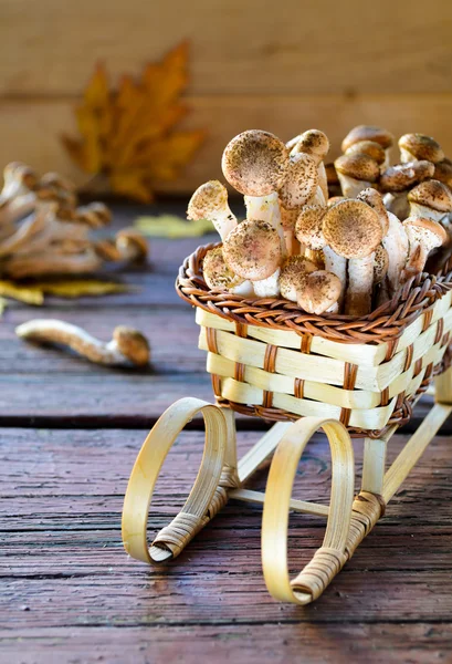 Cogumelos agáricos de mel silvestre em fundo de madeira — Fotografia de Stock