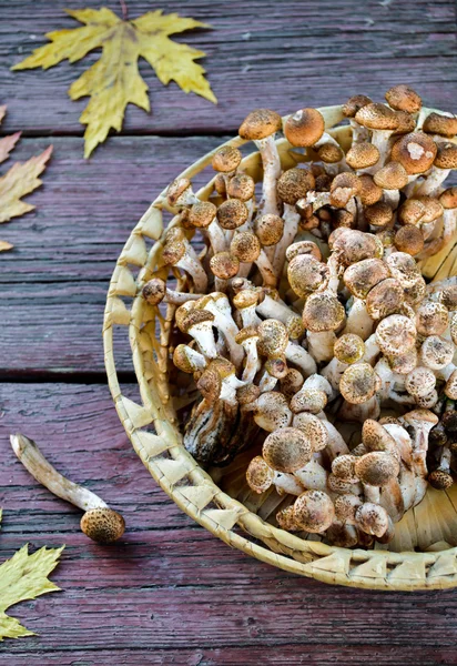 Wild honey agaric paddestoelen op houten achtergrond — Stockfoto