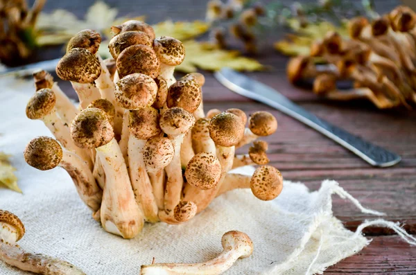 Wild honey agaric mushrooms on wooden background — Stock Image Wild honey agaric mushrooms on wooden background Stock Picture