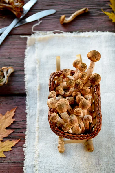 Wild honey agaric mushrooms on wooden background — Stock Photo, Image