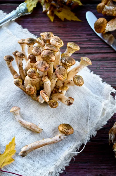 Wild honey agaric mushrooms on wooden background — Stock Photo, Image