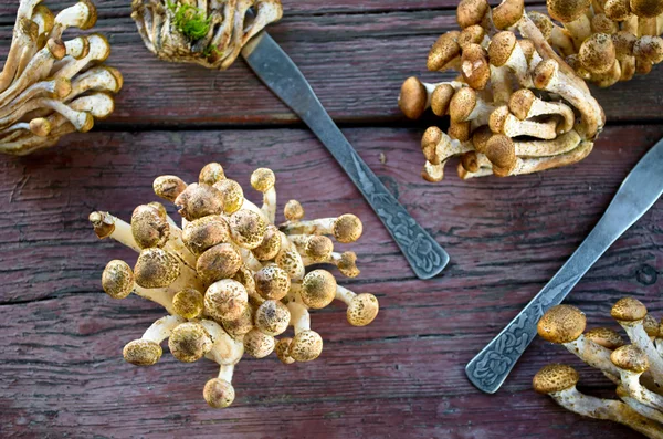 Wild honey agaric mushrooms on wooden background — Stock Image Wild honey agaric mushrooms on wooden background Stock Photo