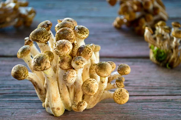 Wild honey agaric mushrooms on wooden background — Stock Photo, Image