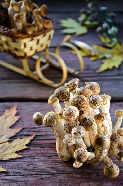 Cogumelos agáricos de mel silvestre em fundo de madeira — Fotografia de Stock