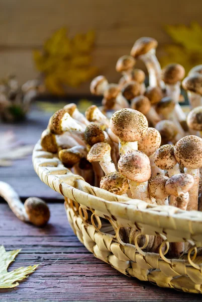 Cogumelos agáricos de mel silvestre em fundo de madeira — Fotografia de Stock