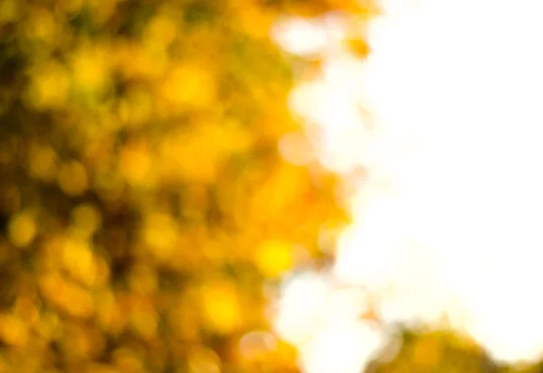 Размытый фон из золотых осенних листьев с боке — стоковое фото