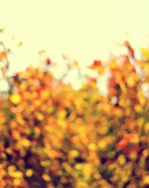 Fondo borroso de hojas doradas de otoño con bokeh —  Fotos de Stock