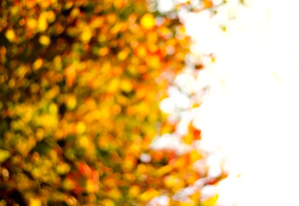 Verschwommener Hintergrund aus goldenen Herbstblättern mit Bokeh — Stockfoto