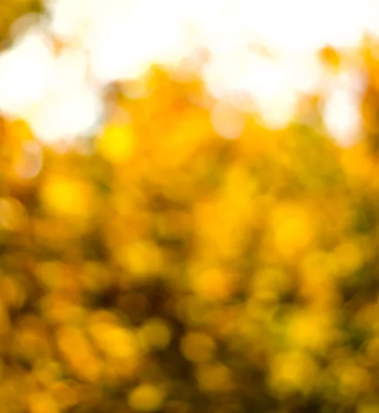 Verschwommener Hintergrund aus goldenen Herbstblättern mit Bokeh — Stockfoto