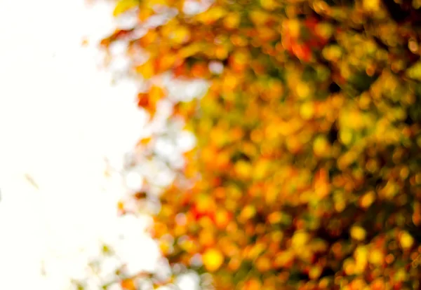 Размытый фон из золотых осенних листьев с боке — стоковое фото