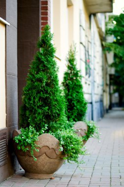 Tuğla duvar arka plan üzerinde bir saksı ağaçlarda