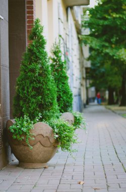 Tuğla duvar arka plan üzerinde bir saksı ağaçlarda