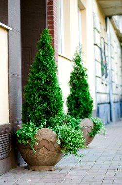 Tuğla duvar arka plan üzerinde bir saksı ağaçlarda