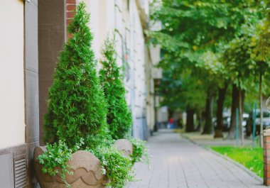 Tuğla duvar arka plan üzerinde bir saksı ağaçlarda