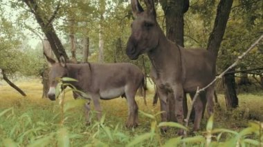 Vahşi minyatür eşekler çifti.