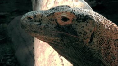 Vahşi Komodo dragon