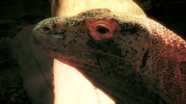 Vahşi Komodo dragon