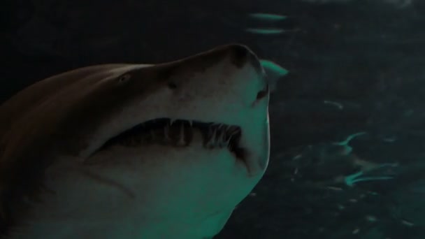 Plan incroyable d'un requin qui passe — Video