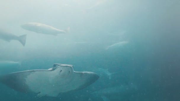 Stachelrochen schwimmt über Kopf — Stockvideo