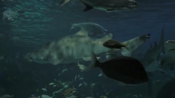 Beaucoup de requins approchent — Video