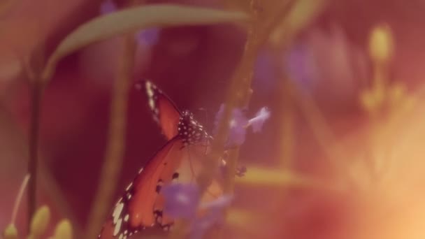 Hermosa mariposa en flor — Vídeos de Stock