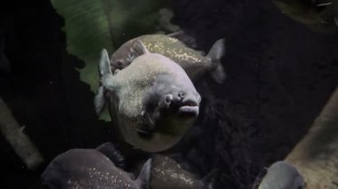 kırmızı karınlı piranha.