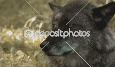 Yaban hayatı kurt yakın çekim