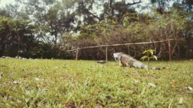 Birlikte seyahat irili ufaklı Iguana.