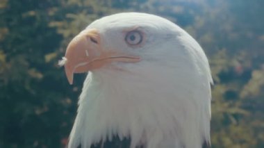 Amerikan kartal doğa