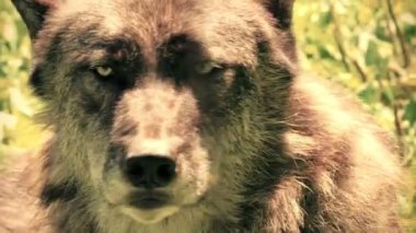 Kurt doğada yakın çekim