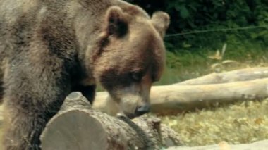 Pençeleri - aşırı closeup ayı
