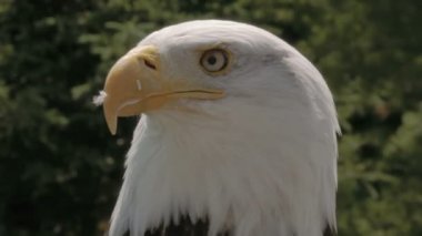 Amerikan kartal doğa