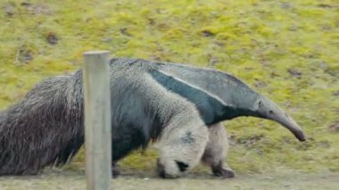 Dev karınca yiyen bir yürüyüş konuşuyor