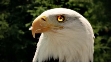 Amerikan kartal doğa