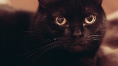 Kara kedi kameraya bakıyor..