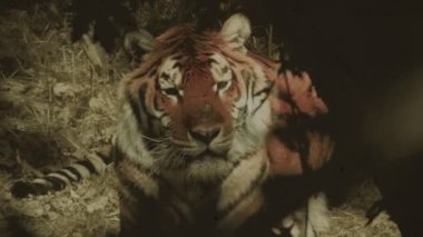 Büyük vahşi Kaplan