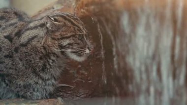 Nadir ve zor balıkçı kedi