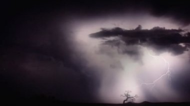 Ağaca isabet yıldırım.