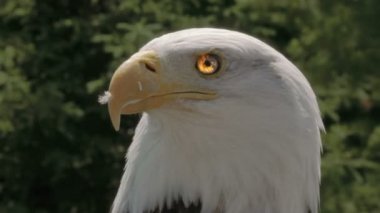 Amerikan kartal doğa