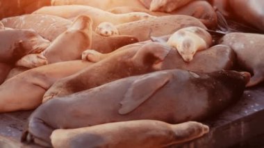 Deniz Aslanları sihirli saatte yakalandı