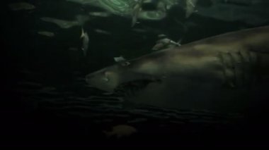 Geçen köpekbalığı inanılmaz çekim