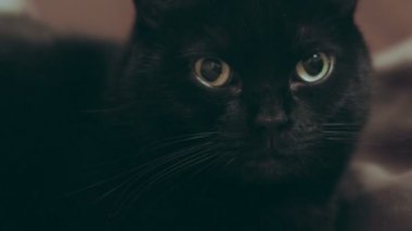 Kara kedi kameraya bakıyor..