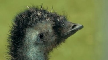 vahşi emu devekuşu