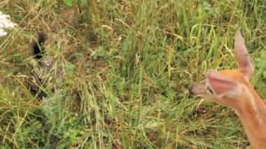 Açık kahverengi karşılar yavru kedi.