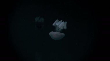 Küçük denizanası Yüzme