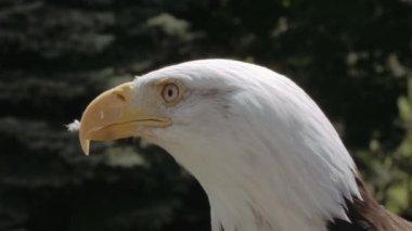Amerikan kartal doğa