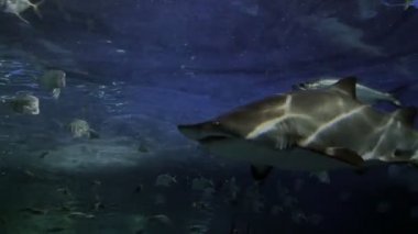 Sıkı bir kaplan köpekbalığı kadeh