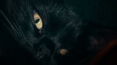 Siyah bir kedi gözü closeup çekim